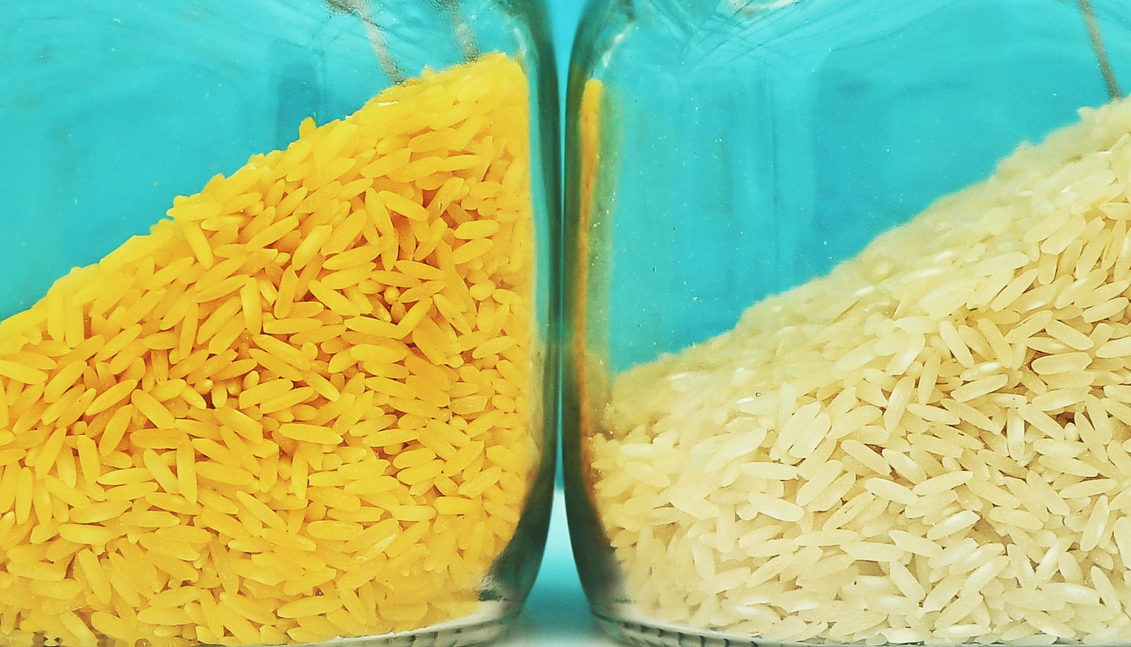 Us Fda Approves Golden Rice