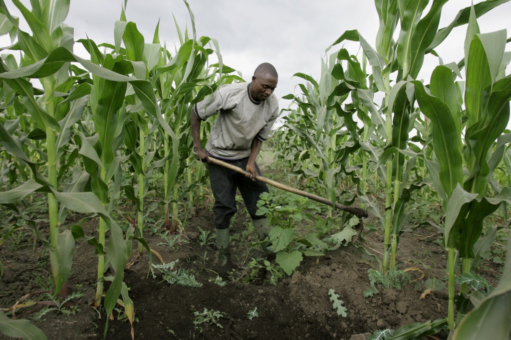 African farmers want GMO seeds to help weather climate change
