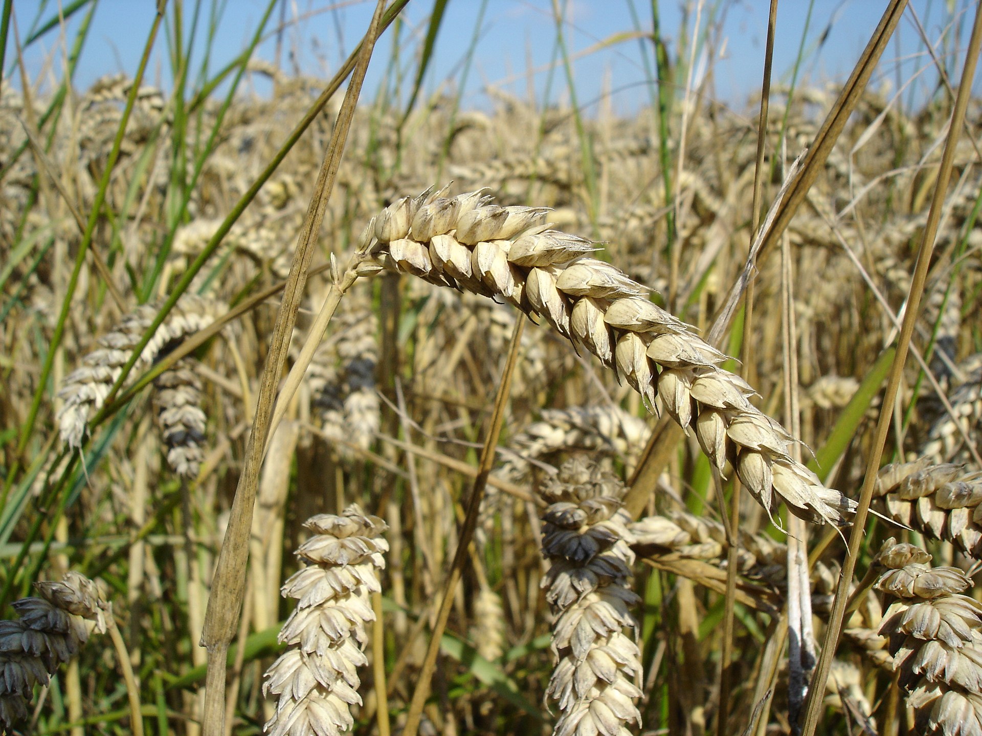 Genetic research points to wheat's untapped yield potential - Alliance for Science