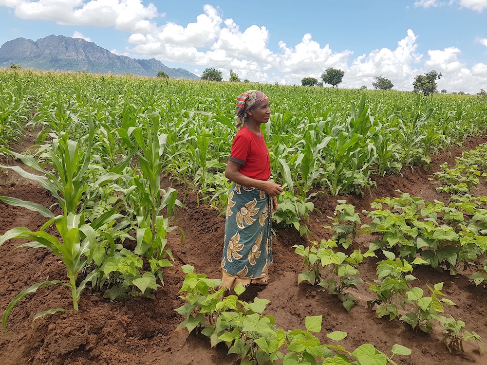 Mozambique sees GMO crops as way to reduce poverty, achieve food security