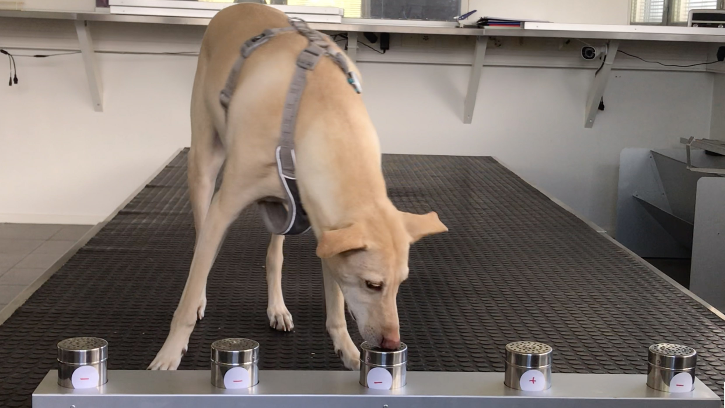 Dogs sniff out coronavirus 'far better than machines or tests' - Alliance  for Science