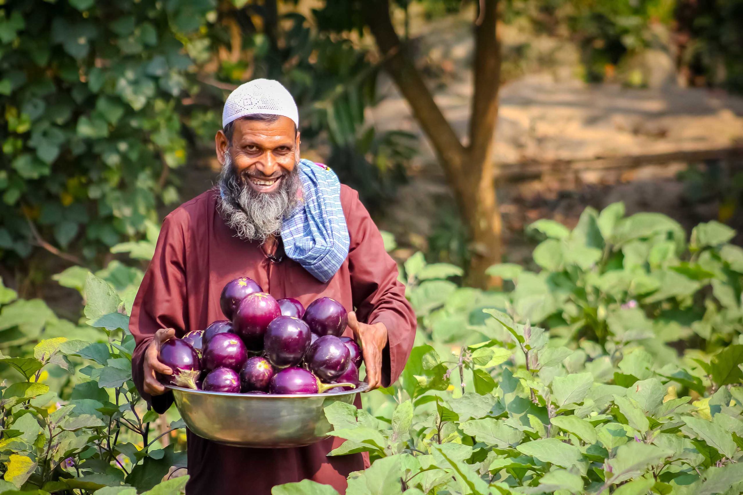 GMO eggplant is documented win for resource-poor farmers