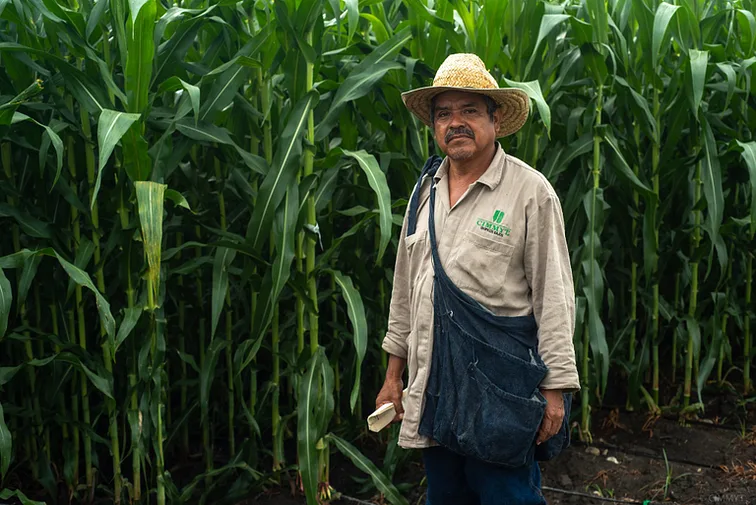 Mexico’s farm sector is already lagging as GM crop ban looms