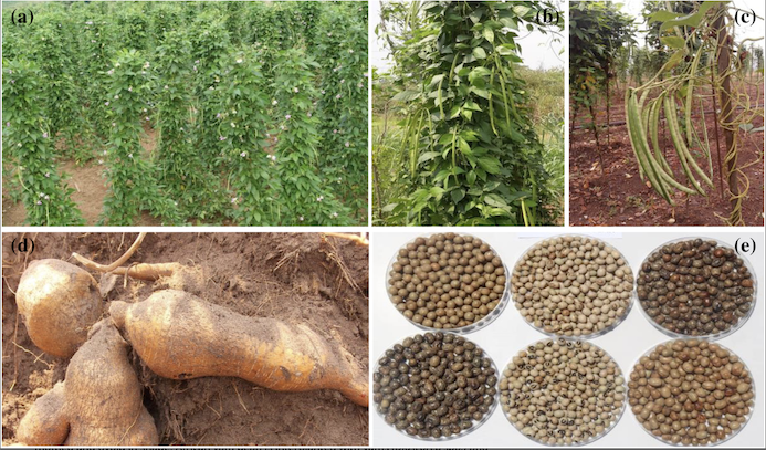 Biotechnology is boosting yields of high-protein African yam bean