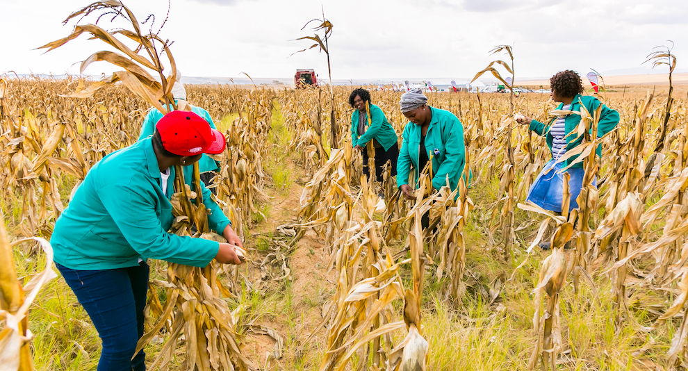 China to adopt genetically modified maize and soy: why it matters for South Africa
