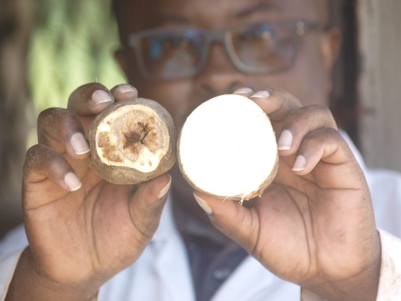 Disease-resistant GM cassava promises to be game-changer for Kenya