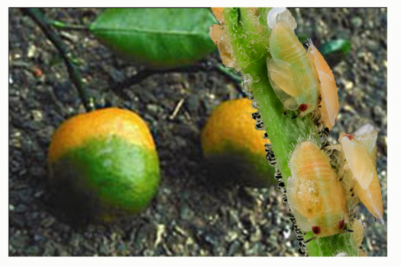 citrus green on oranges with insects