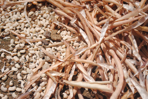 Bt cowpea seeds are expected to be released in Nigeria later this year. Photo: USAID